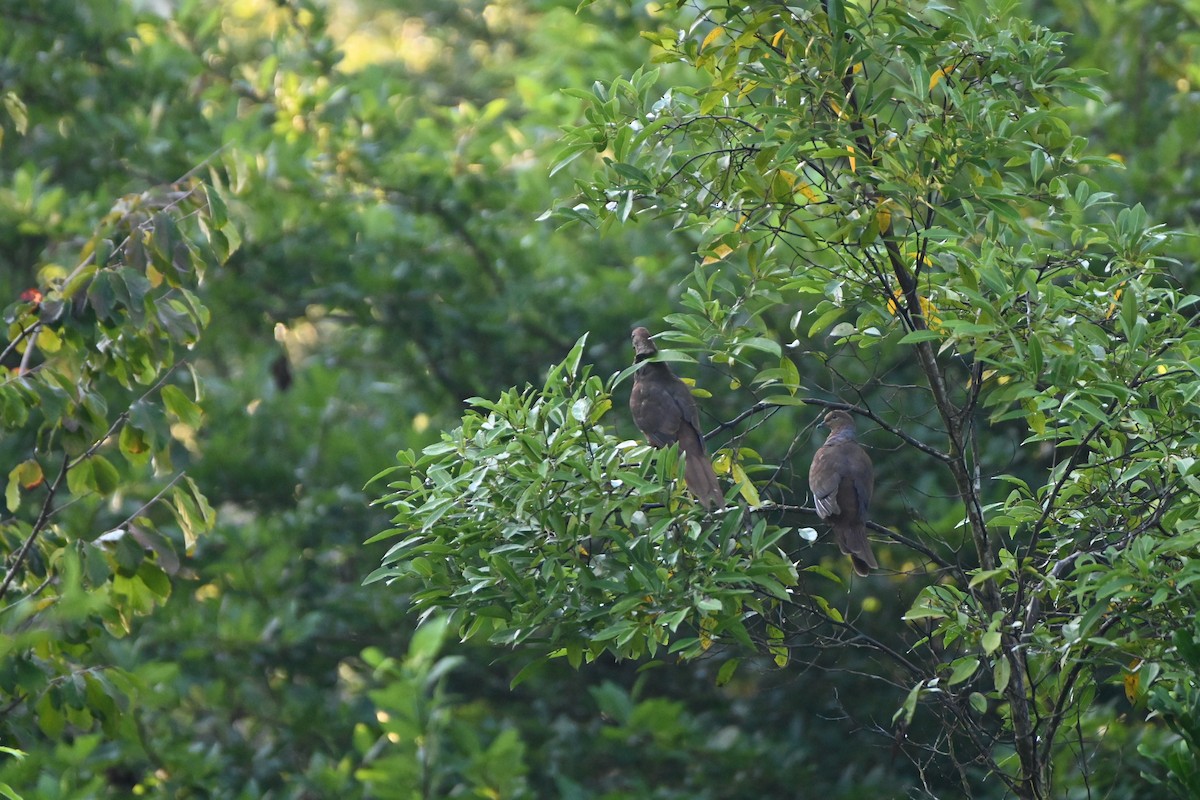 Brown Cuckoo-Dove - ML615575676