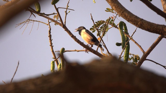 Rosy Starling - ML615575715