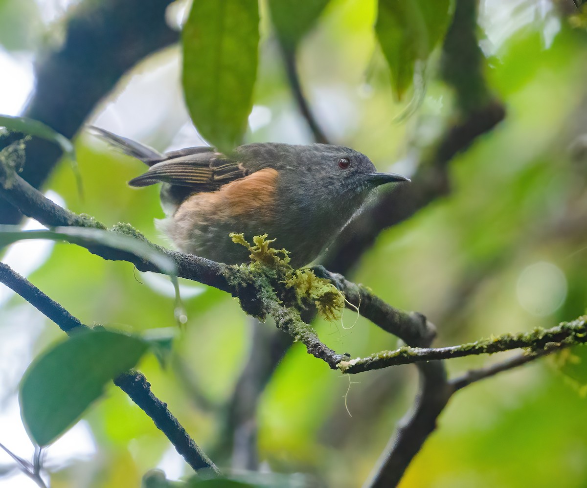 Rufous-sided Honeyeater - ML615575719