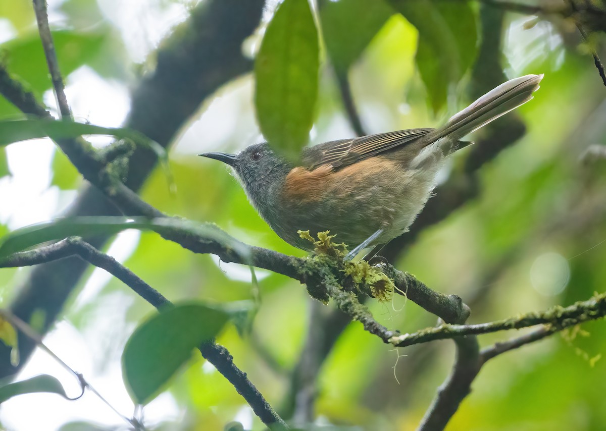 Rufous-sided Honeyeater - ML615575720