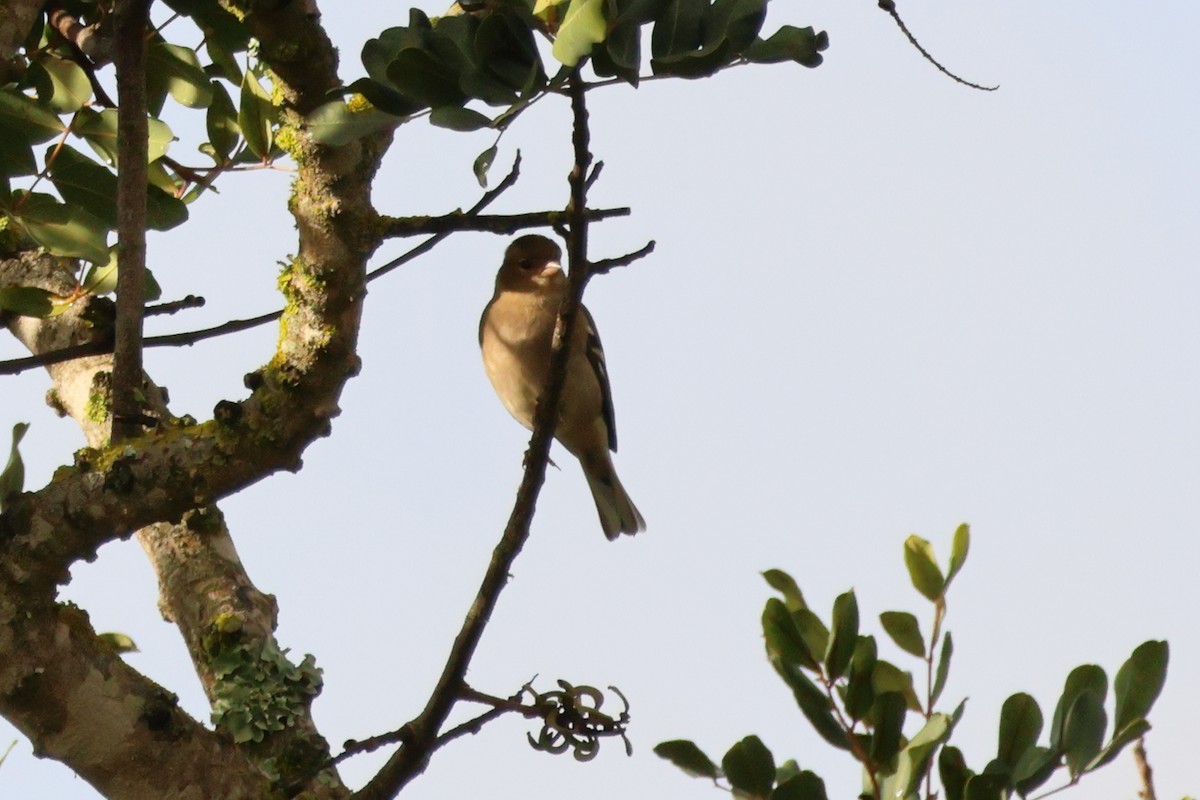 Common Chaffinch - ML615575746