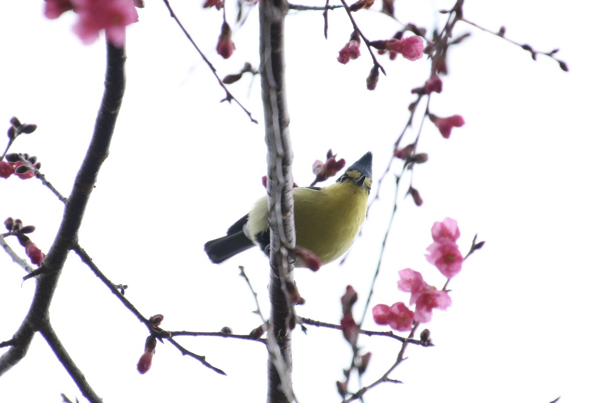 Taiwan Yellow Tit - ML615575750