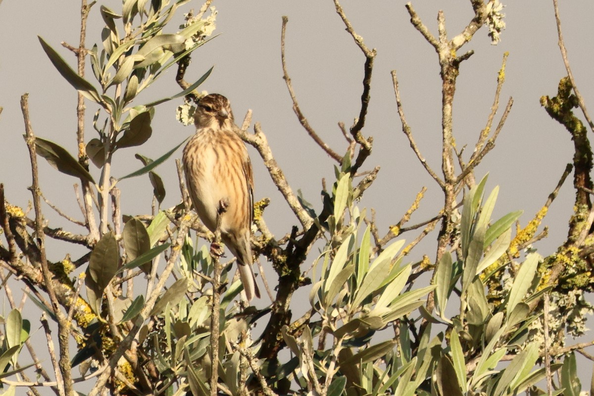 Eurasian Linnet - ML615575753