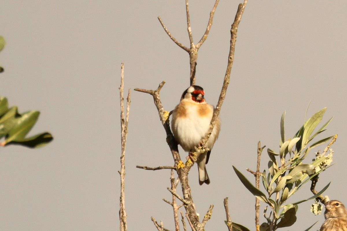 European Goldfinch - ML615575754