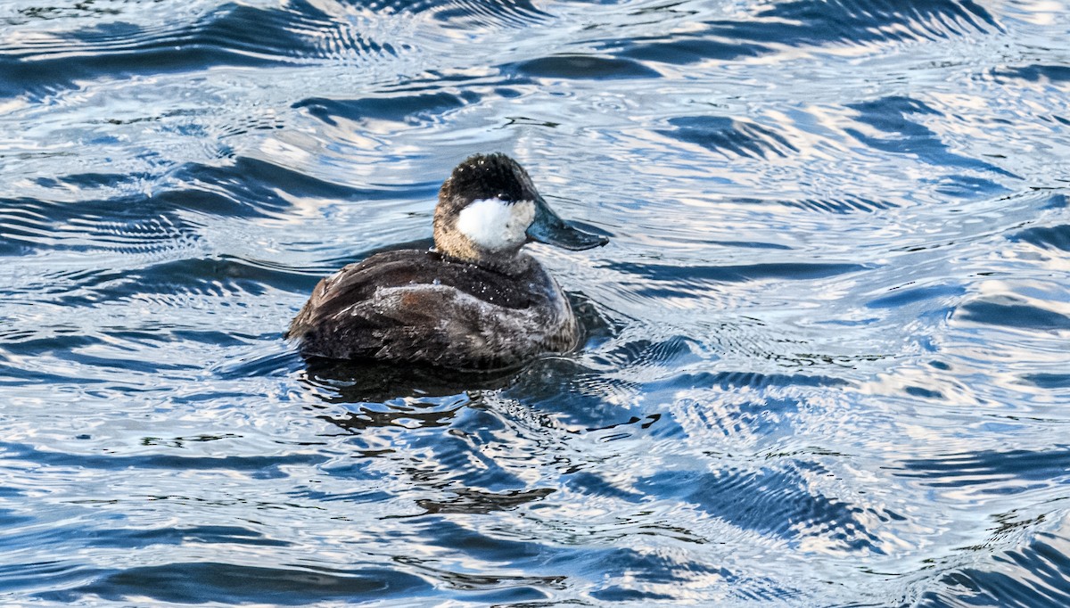 Ruddy Duck - ML615575836