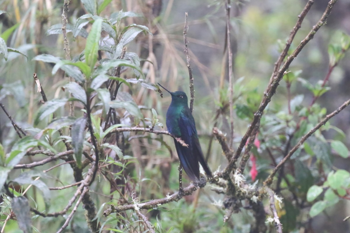 Colibri à ailes saphir - ML615575838