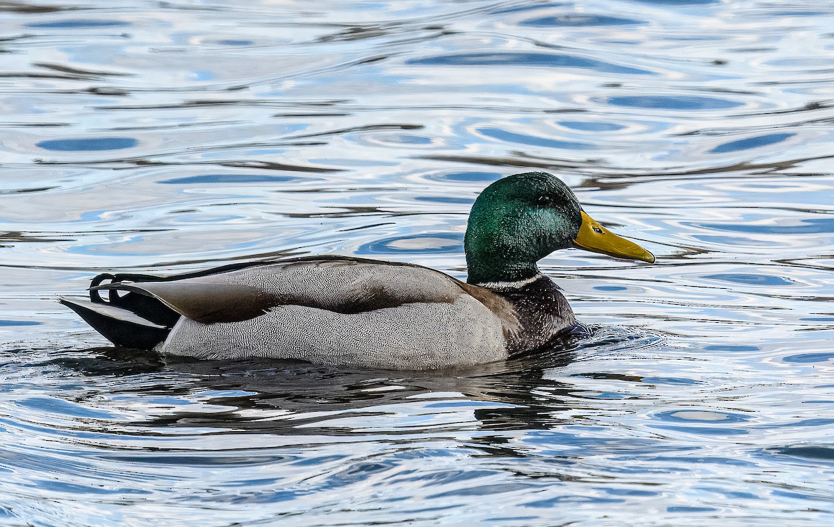 Mallard - ML615575845