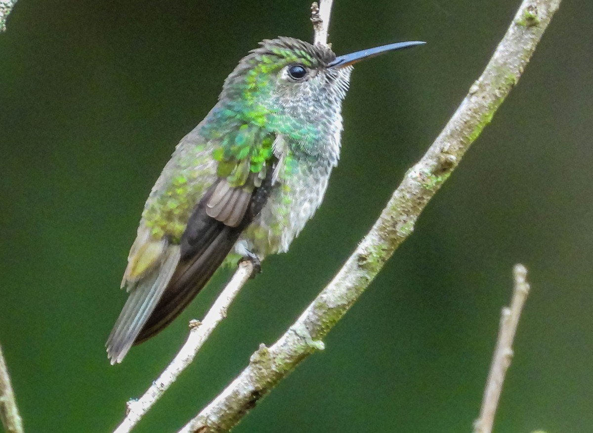 kolibřík safírový - ML615575919
