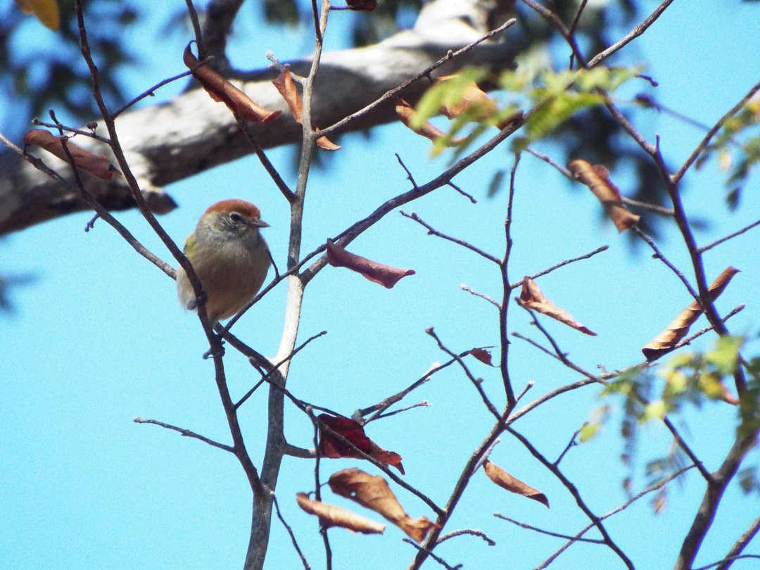 Gray-eyed Greenlet - Henrique Heidi Horiyshi