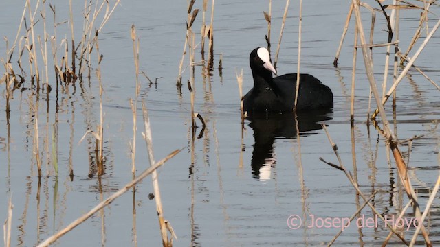 Eurasian Coot - ML615575941