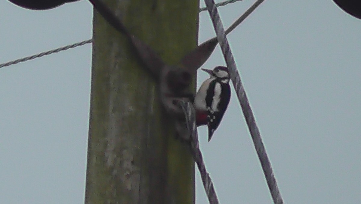 Great Spotted Woodpecker - ML615575951