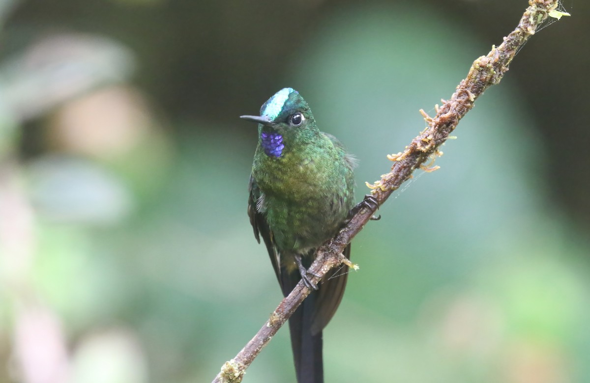 Violet-tailed Sylph - ML615576035