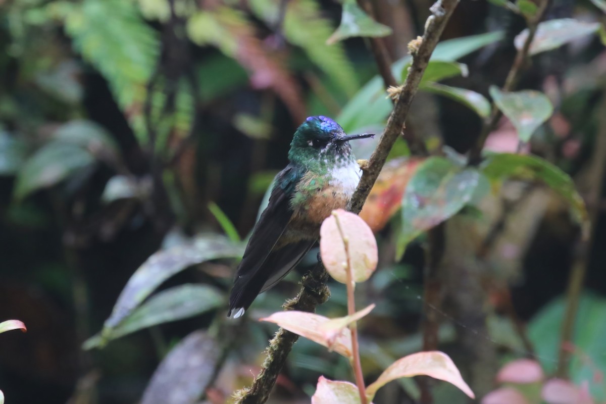 Violet-tailed Sylph - ML615576060