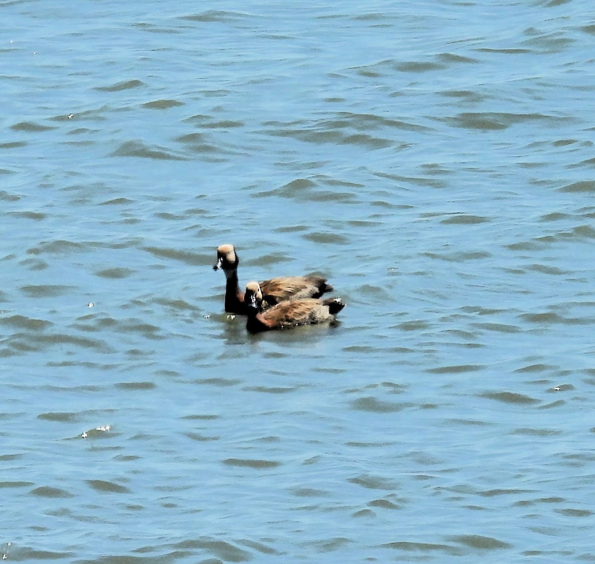 White-faced Whistling-Duck - ML615576086