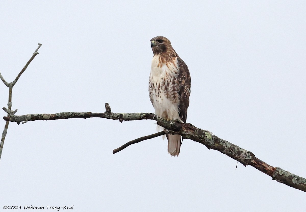 Red-tailed Hawk - ML615576092