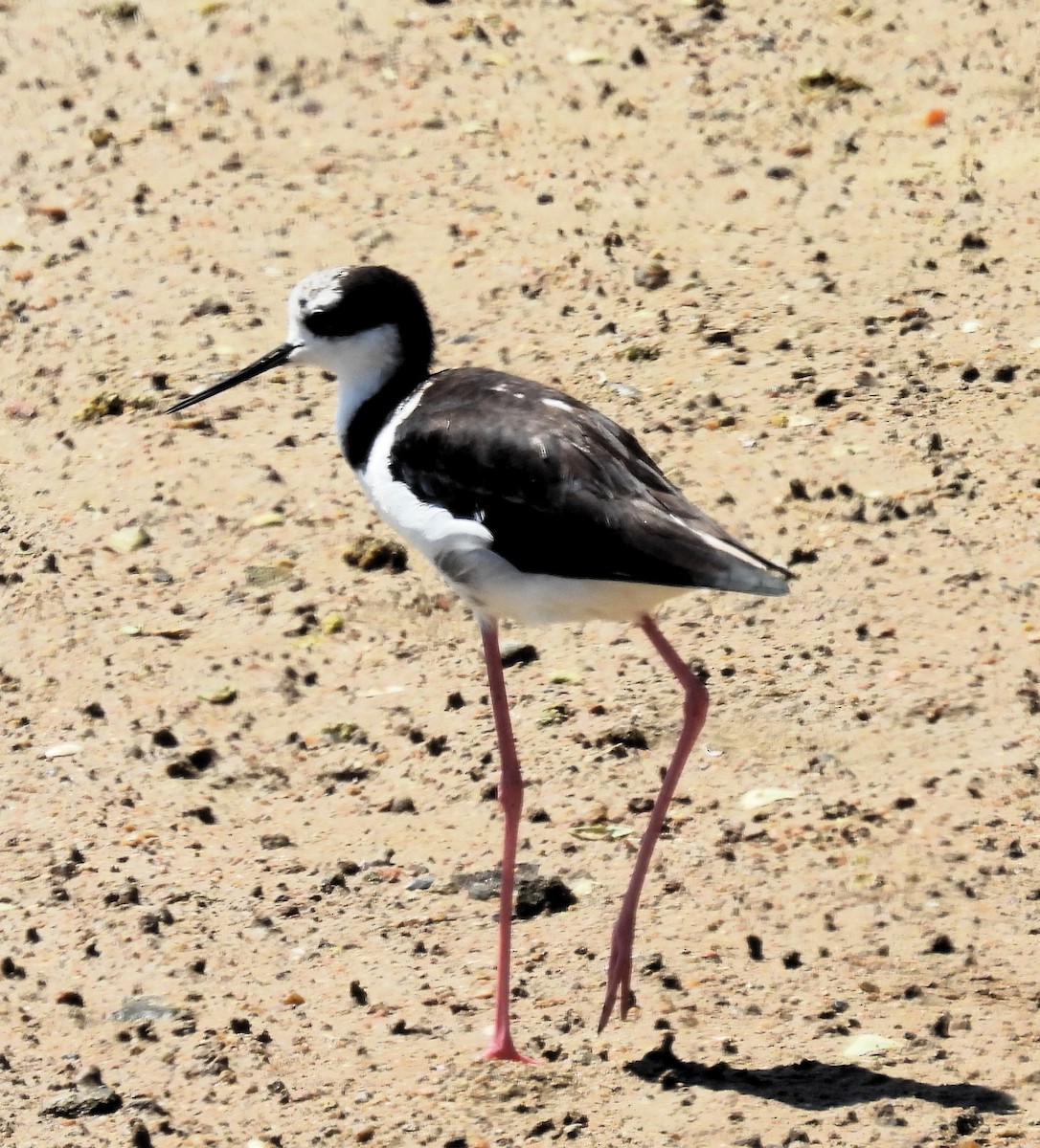 Black-necked Stilt - ML615576093