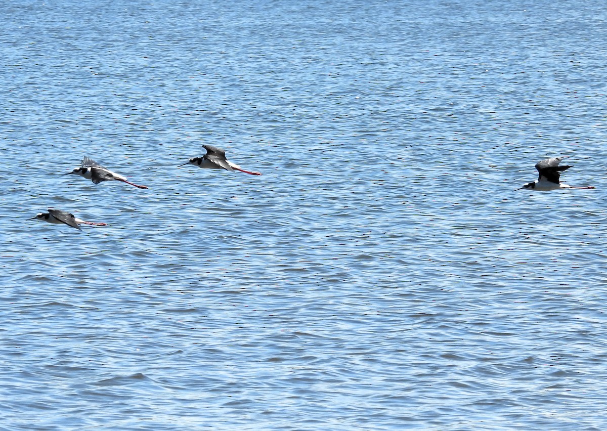 Black-necked Stilt - ML615576094