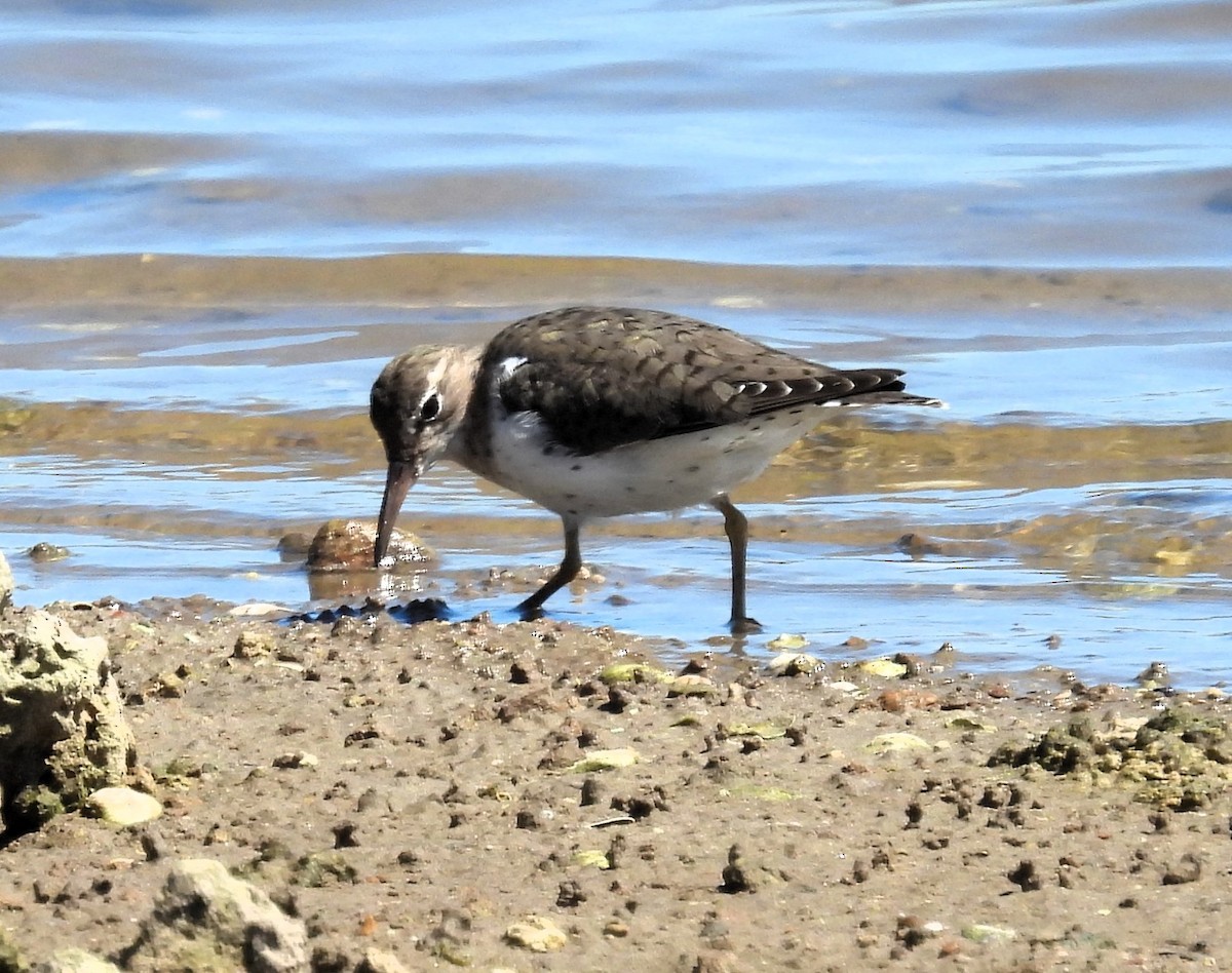 Spotted Sandpiper - ML615576107