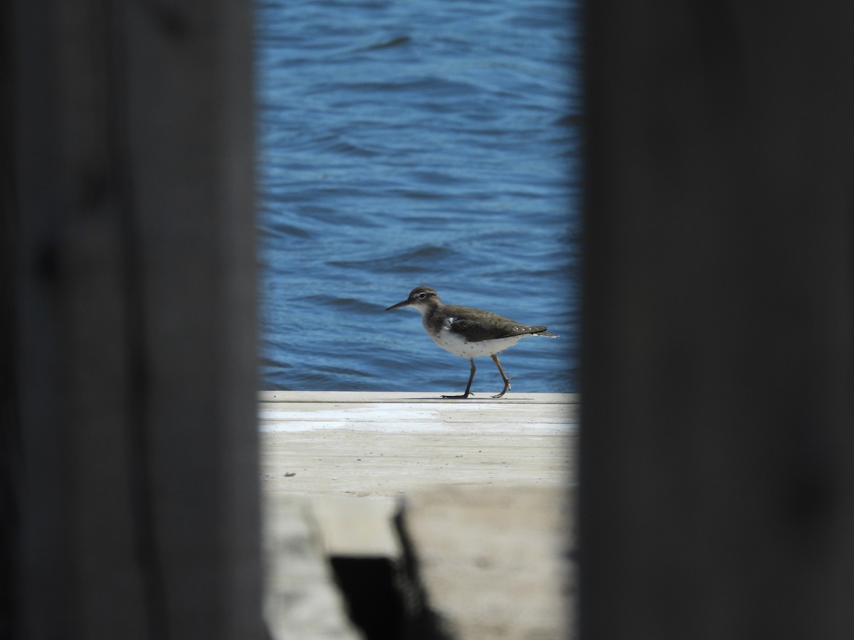 Spotted Sandpiper - ML615576109