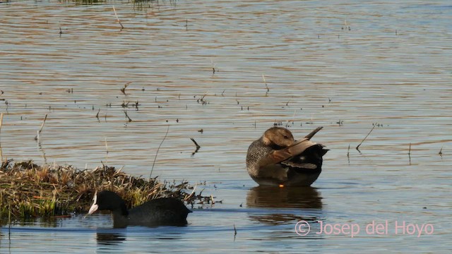 Eurasian Coot - ML615576110