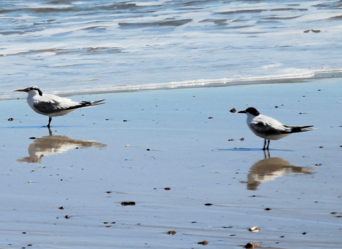 Sandwich Tern - ML615576155