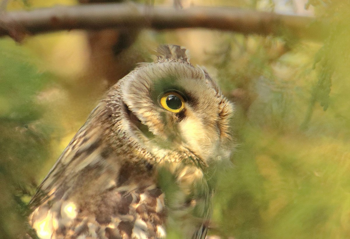 Short-eared Owl - ML615576156