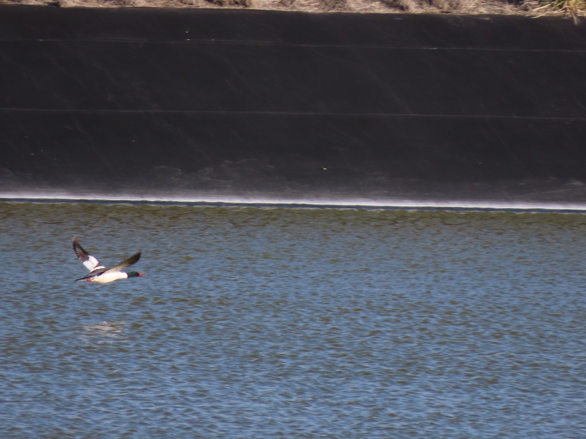 Common Merganser - Doug Kibbe