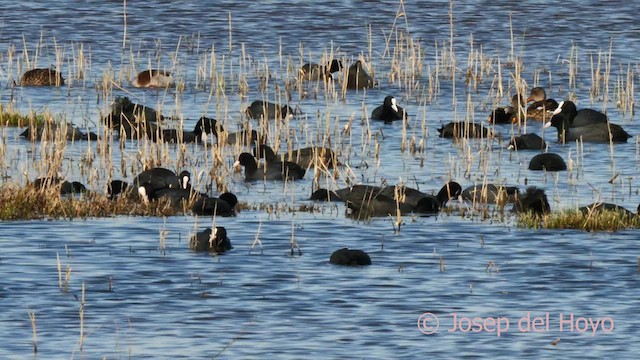 Eurasian Coot - ML615576221