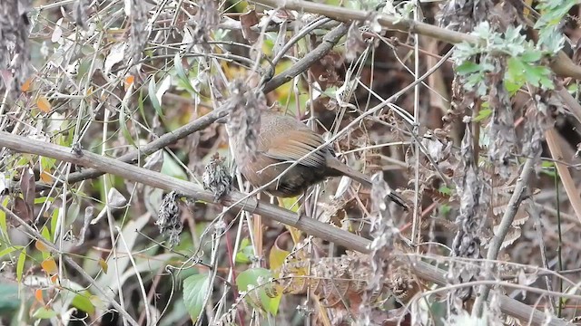 Bhutan Laughingthrush - ML615576286