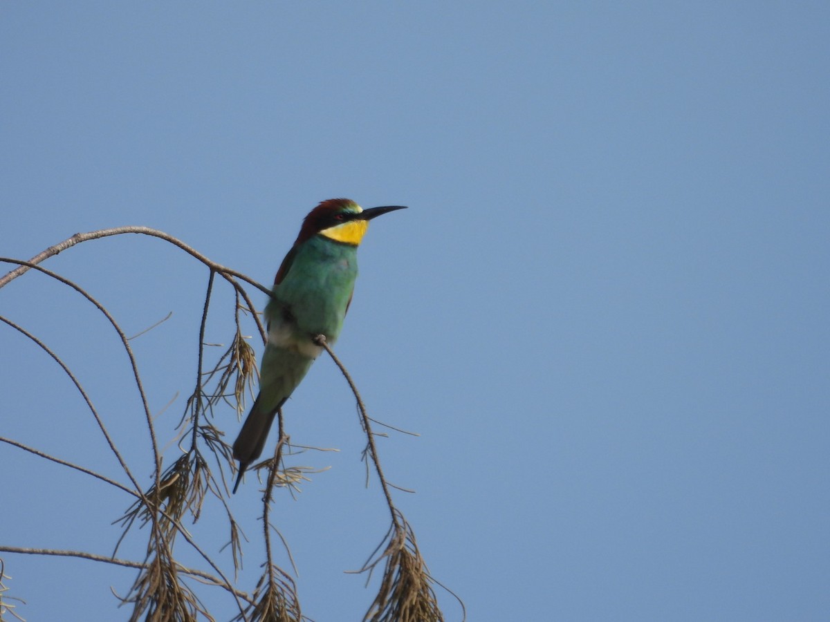 European Bee-eater - ML615576322