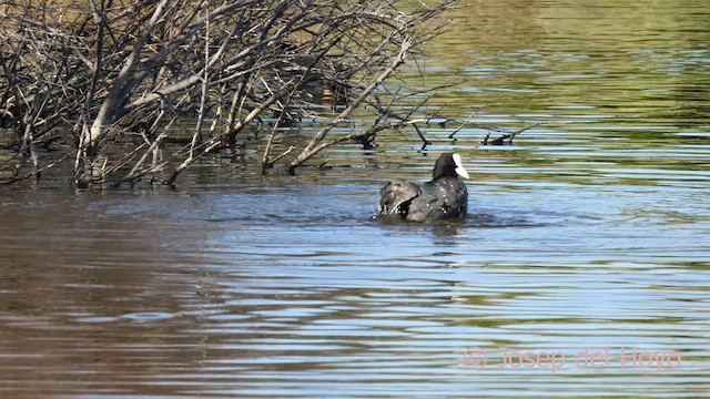 Eurasian Coot - ML615576326