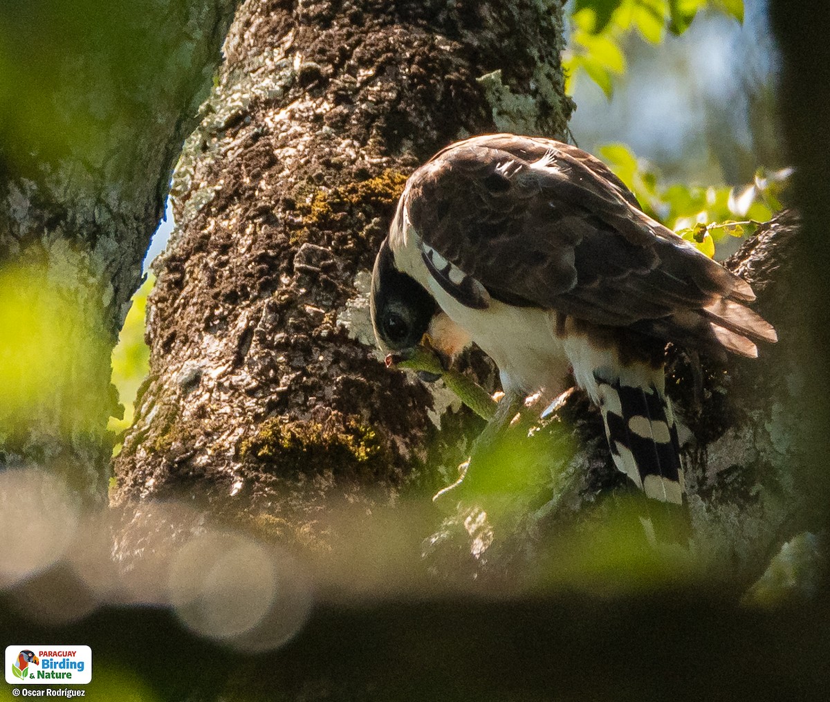 Laughing Falcon - Oscar  Rodriguez CON-Paraguay Birding & Nature