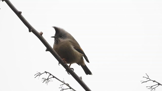 Stripe-throated Yuhina - ML615576333