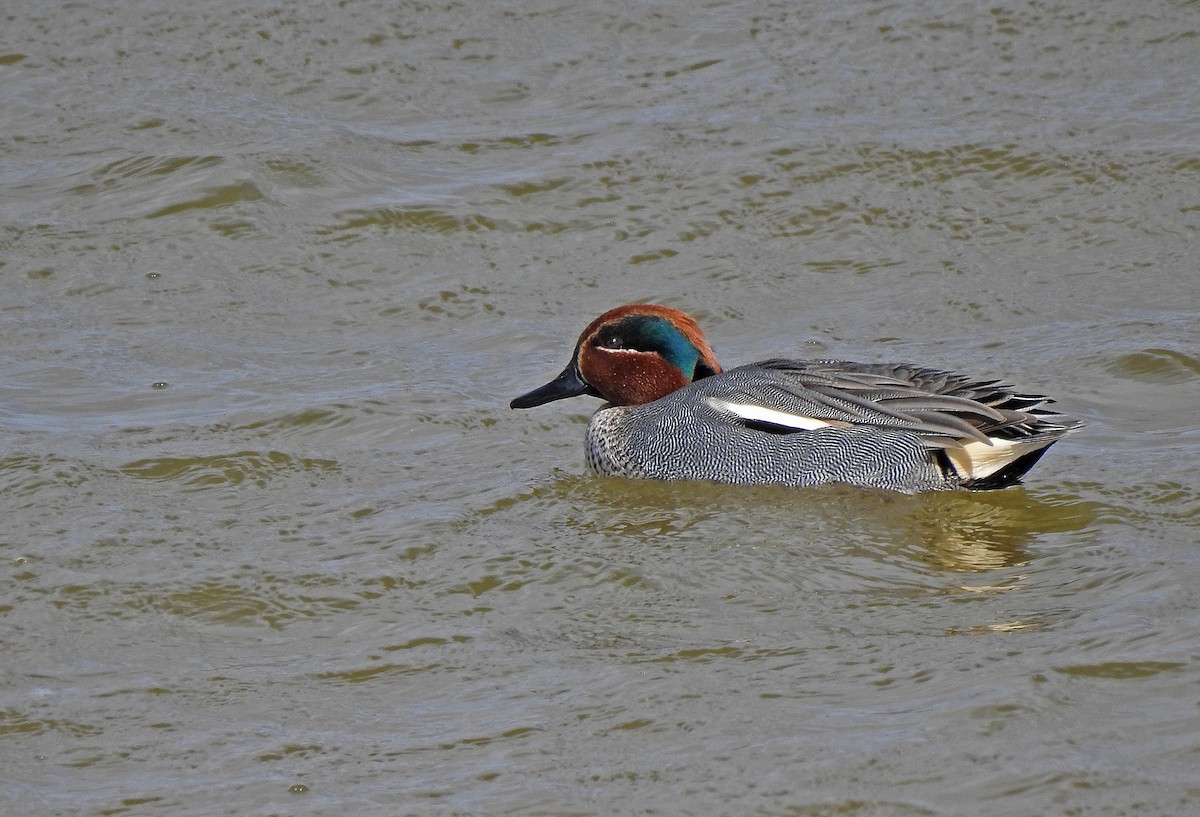 Green-winged Teal - Javier Robres