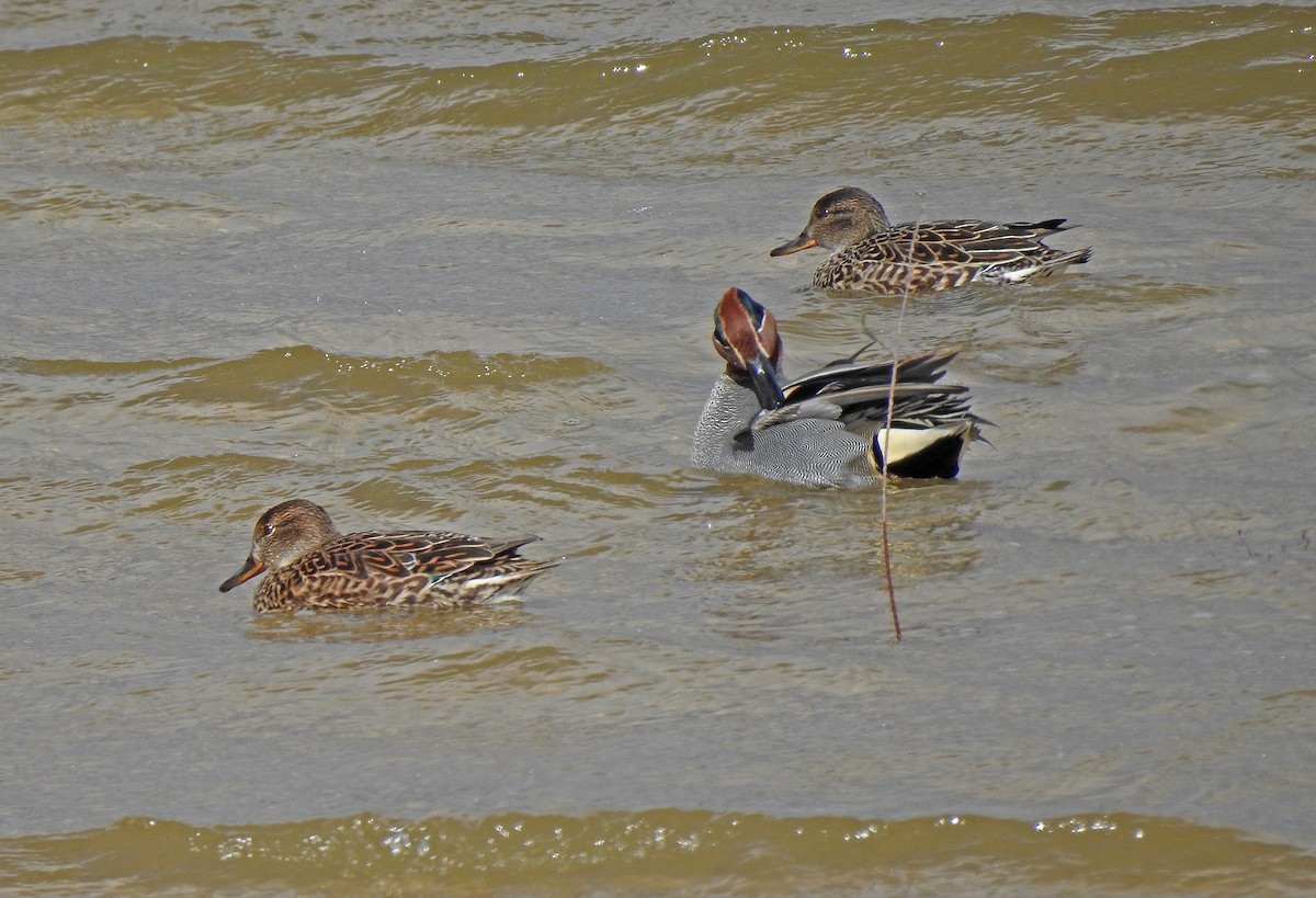 Green-winged Teal - Javier Robres