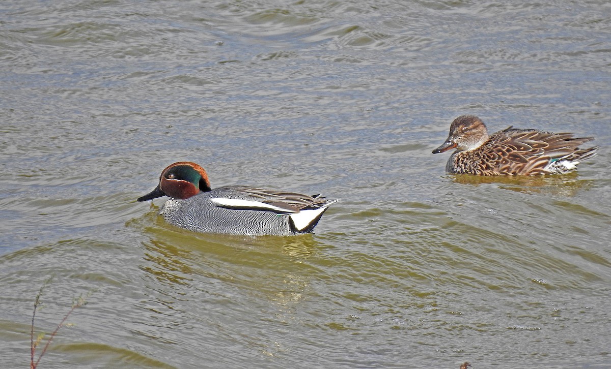 Green-winged Teal - Javier Robres