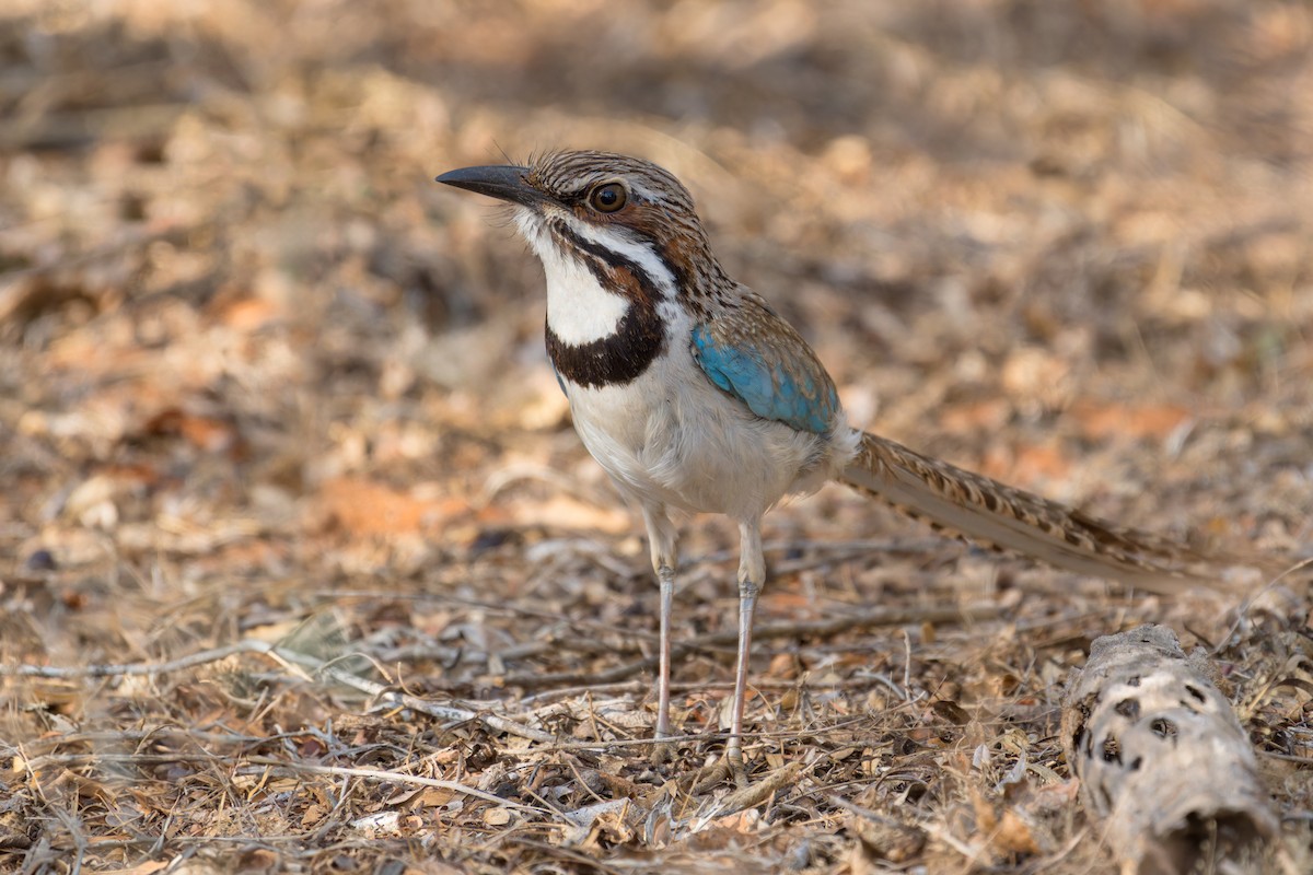 Long-tailed Ground-Roller - ML615576354