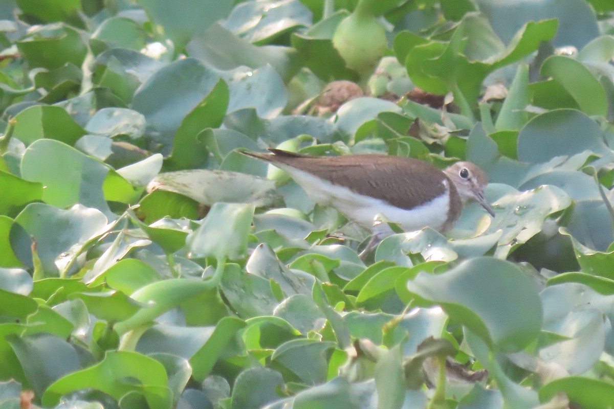 Common Sandpiper - ML615576402