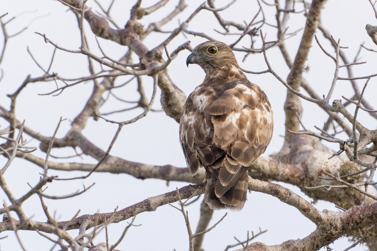 Madagascar Cuckoo-Hawk - ML615576442