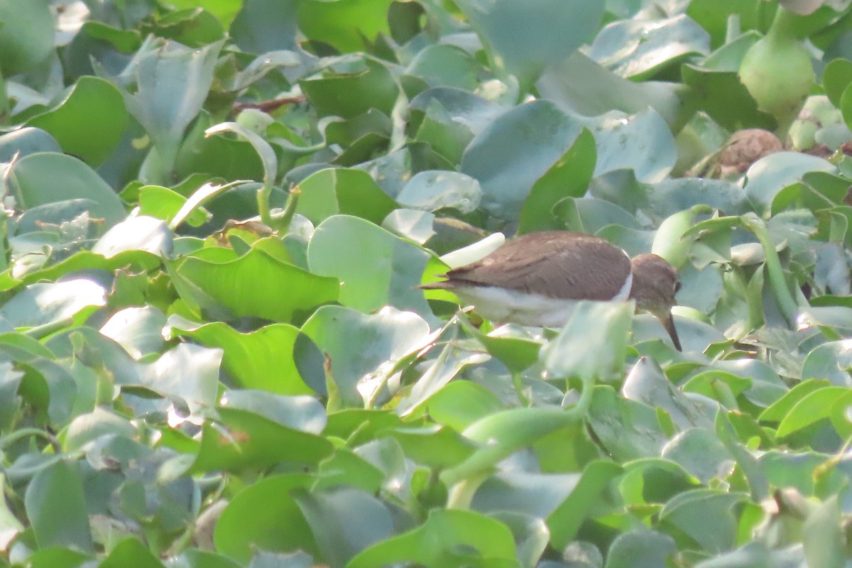 Common Sandpiper - ML615576447