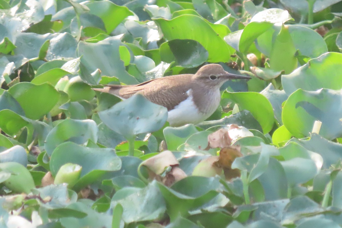 Common Sandpiper - ML615576448