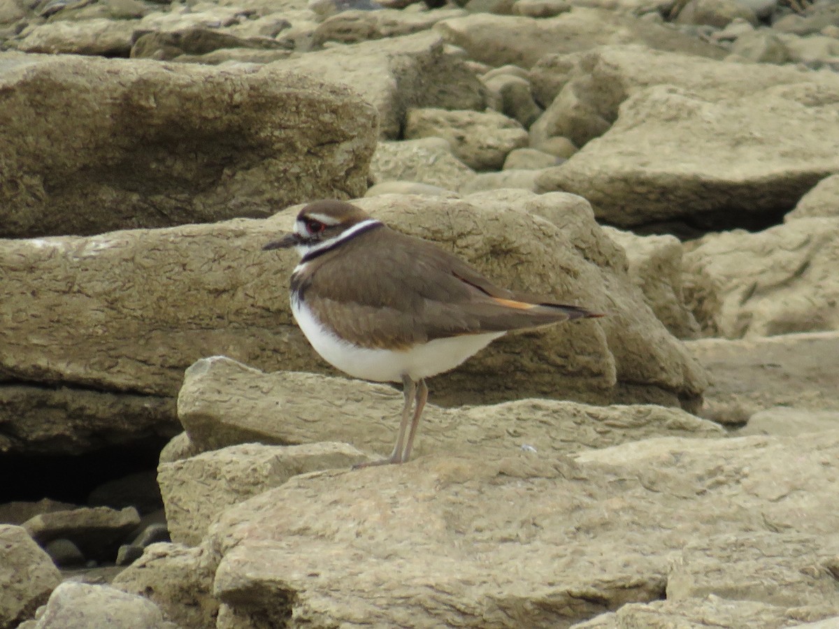 Killdeer - ML615576518