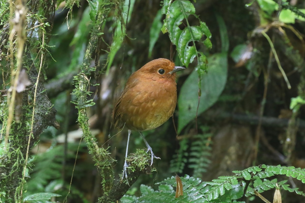 Chami Antpitta - Jildert Hijlkema