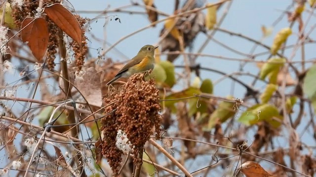 Himalayan Bluetail - ML615576587