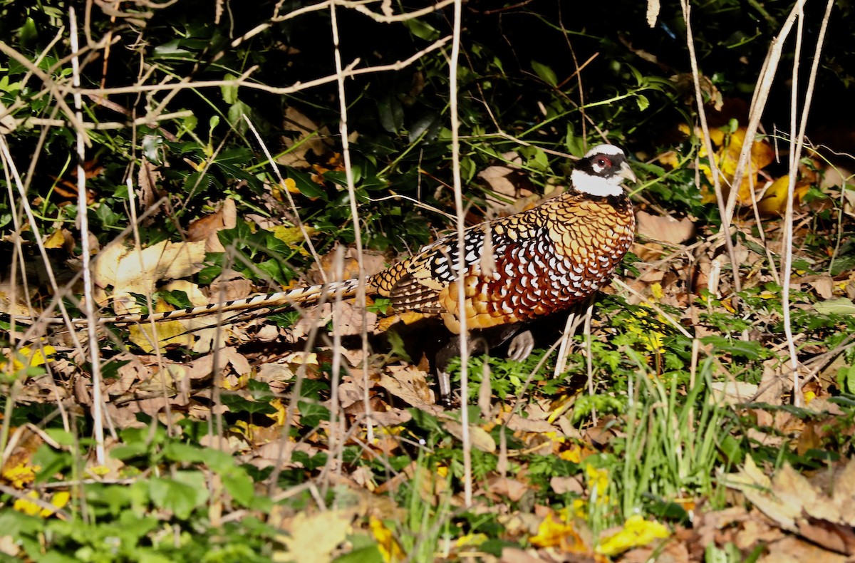 Reeves's Pheasant - ML615576588