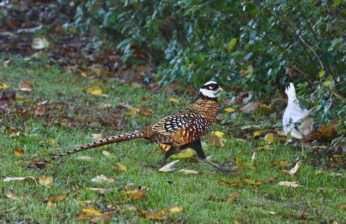 Reeves's Pheasant - Martin Hosier