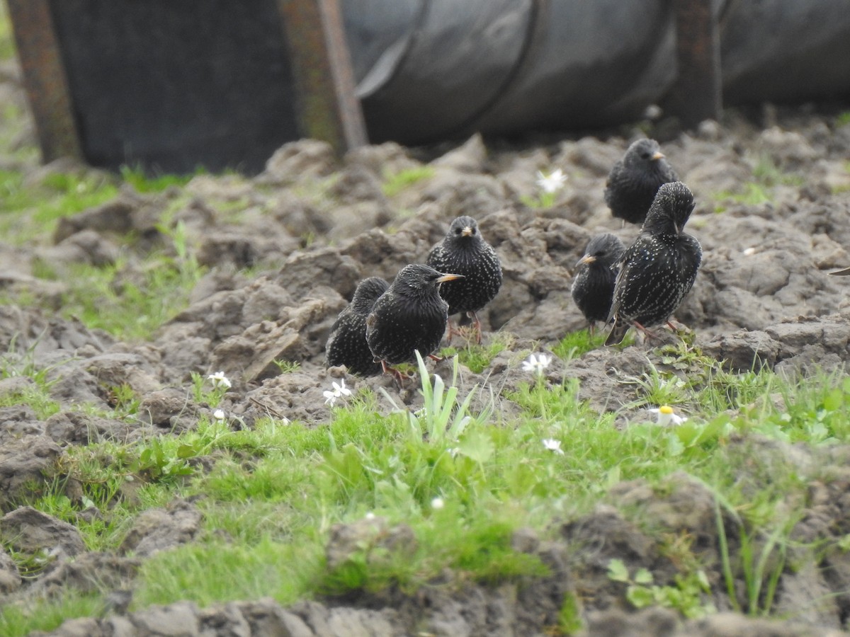 European Starling - ML615576617