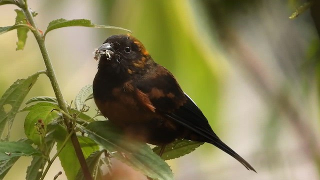 Gold-naped Finch - ML615576664