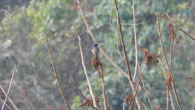 Blue-fronted Redstart - ML615576671