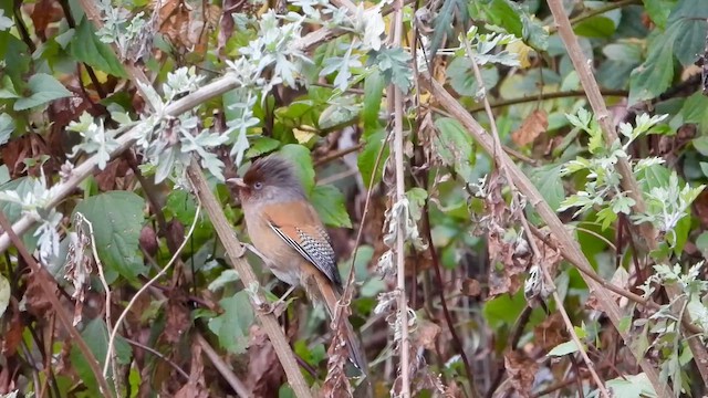 Rusty-fronted Barwing - ML615576695